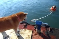 Petite vengeance de chien