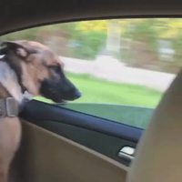 C'est con un chien putain