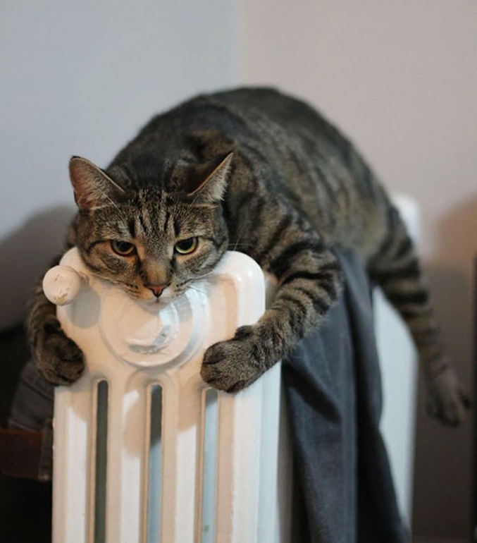 Le radiateur est le meilleur ami du chat (surtout l'hiver)