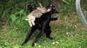 Lapin vs chat