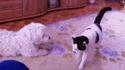 Saleté de fdp qui pète juste sous le nez du chien