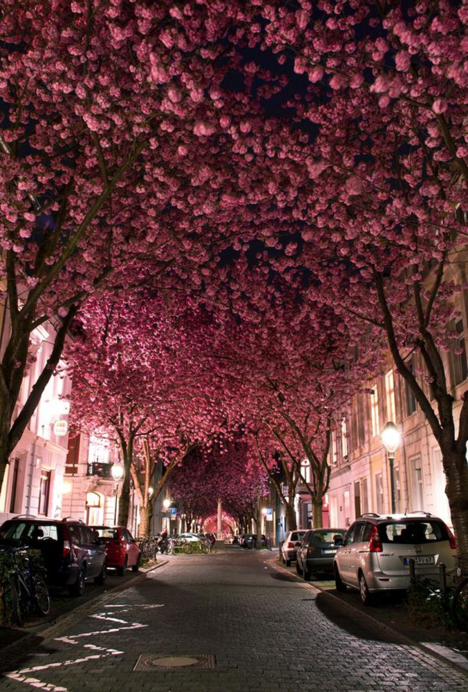 Une allée ornée de sakura (cerisiers du Japon) en Allemagne