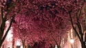 Tunnel fleuri