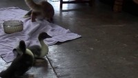 Un chat et trois canetons