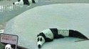 Où est le panda ?