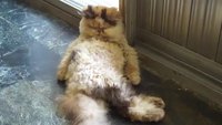 Gros chat