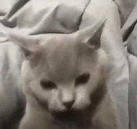 Je ne suis pas un chat facile !