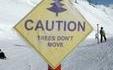 Attention, les arbres ne bougent pas !