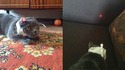 TrollCat
