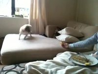 Chien et citron