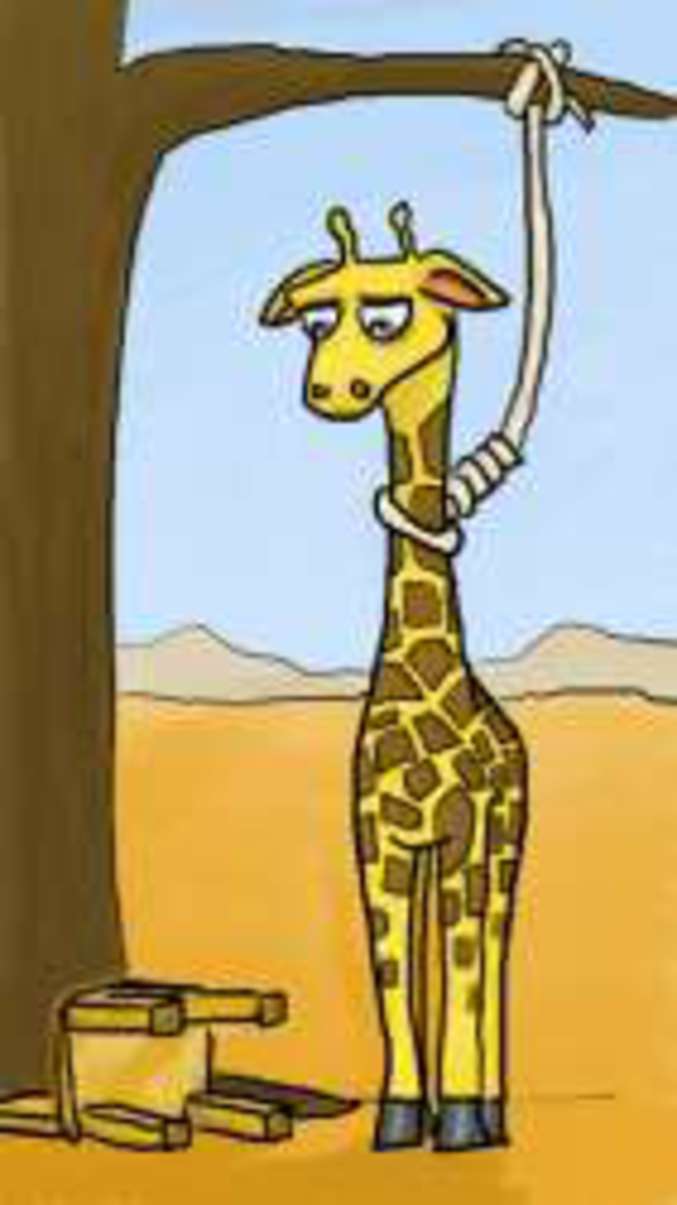 Une girafe déprimée