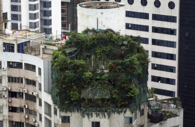 Chine - Guangzhou. Derrière la végétation se trouve une construction illégale d'une surface de 40 mètres carrés, située au sommet d'une tour de ville de la province du Guangdong. (Le monde)