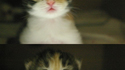 Chaton tout mignon
