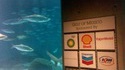 Le Golfe du Mexique