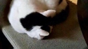 Trouver le panda 6