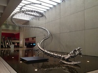Le Titanoboa