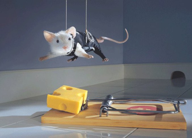 Une souris se croit dans mission impossible !