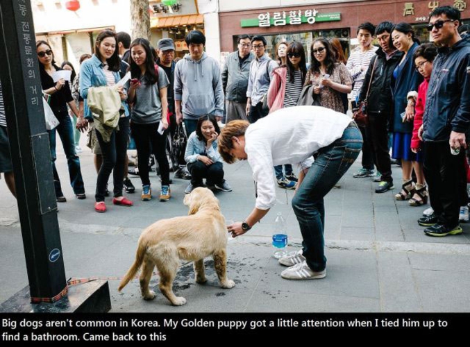 Les gros chiens étant rares en Corée, il suffit à son maître de revenir des toilettes pour assister à cette scène.