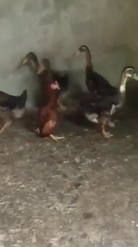 Identification de genre