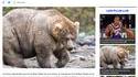 Ta copine à ses ours ? Toi aussi maintenant
