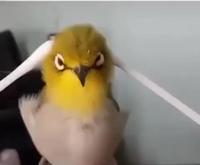 C’est coton de masser un petit oiseau 
