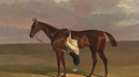 Le handicap du jockey australien
