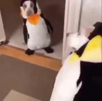 Bon apparement aujourd’hui c’est journée pingouin