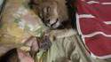 Un animal qu'on n'oublie pas de nourrir