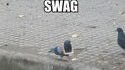 SWAG