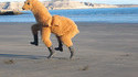 Lama hop hop