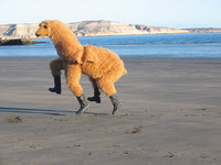 Lama hop hop