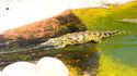Un crocodile se fait descendre