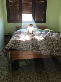 Le vrai Maître de la maison