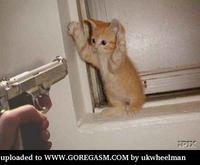 pussy