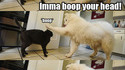 Hey cat!