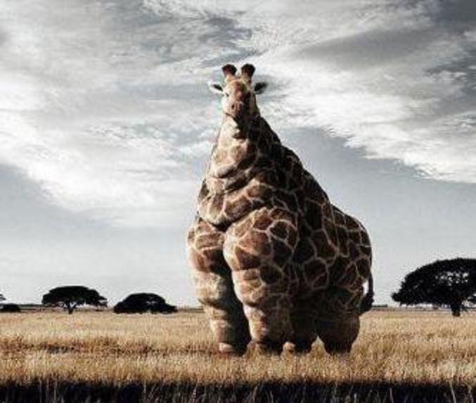 Une girafe obèse