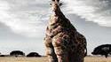 Girafe américaine