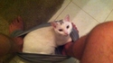 Les chats sont trop collants 2