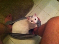 Les chats sont trop collants 2