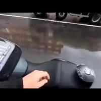 Chien motard