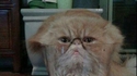 Un chat dans un verre