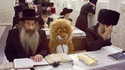 Un lion convenable
