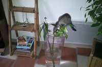 Chute de chat