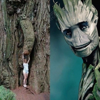 Je s'appelle Groot