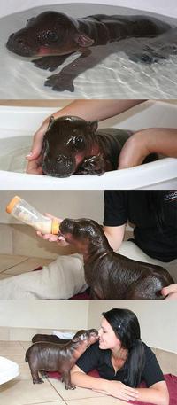 hippopotame domestique