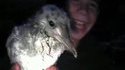 Oiseau peu chaleureux