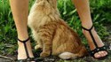 Chat pervers