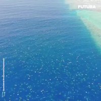 67000 tortues vertes