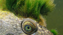 Tortue punk