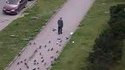 L'homme aux pigeons
